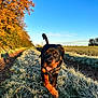animal, autumn, blue_sky, canine, cold, dog, field, frost, grass, morning, nature, outdoor, path, playful, puppy, rottweiler, sunlight, tongue_out, trees, walking