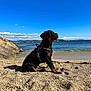 Velska participe au concours pour gagner de l'argent avec cette photo : animal, beach, clouds, coast, dog, harness, horizon, landscape, leash, nature, ocean, outdoor, pebbles, pet, puppy, rottweiler, sand, sky, sunlight, water