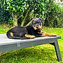 Velska participe au concours pour gagner de l'argent avec cette photo : animal, black_and_tan, canine, cute, dog, domestic_animal, fur, garden, grass, leafy_bush, lying_down, mammal, nature, outdoor, pet, puppy, raised_bed, relaxed, rottweiler, young