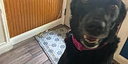 Xena Lynn joined the competition — help win amazing prizes! dog, black_dog, indoor, flooring, wood_paneling, door, rug, collar, pet, animal, paw, hand, wall, home, tile_floor, cheerful, friendly, closeup, blur, interaction