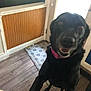 dog, black_dog, indoor, flooring, wood_paneling, door, rug, collar, pet, animal, paw, hand, wall, home, tile_floor, cheerful, friendly, closeup, blur, interaction