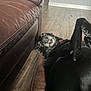 dog, black_dog, lying_down, cushion, leather_couch, wooden_floor, indoor, pet, playful, canine, flooring, resting, expression, collar, home_interior, wall, patch, brown, furniture, animal