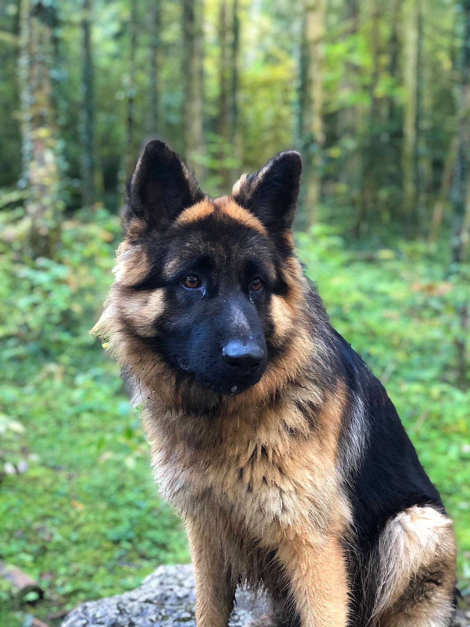 Patch a rejoint le concours — aidez-le/la à gagner de superbes lots ! canidae, canis, carnivore, companion_dog, dog, dog_breed, east_european_shepherd, fawn, forest, german_shepherd_dog, herding_dog, king_shepherd, old_german_shepherd_dog, plant, snout, sporting_group, terrestrial_animal, tree, working_animal, working_dog