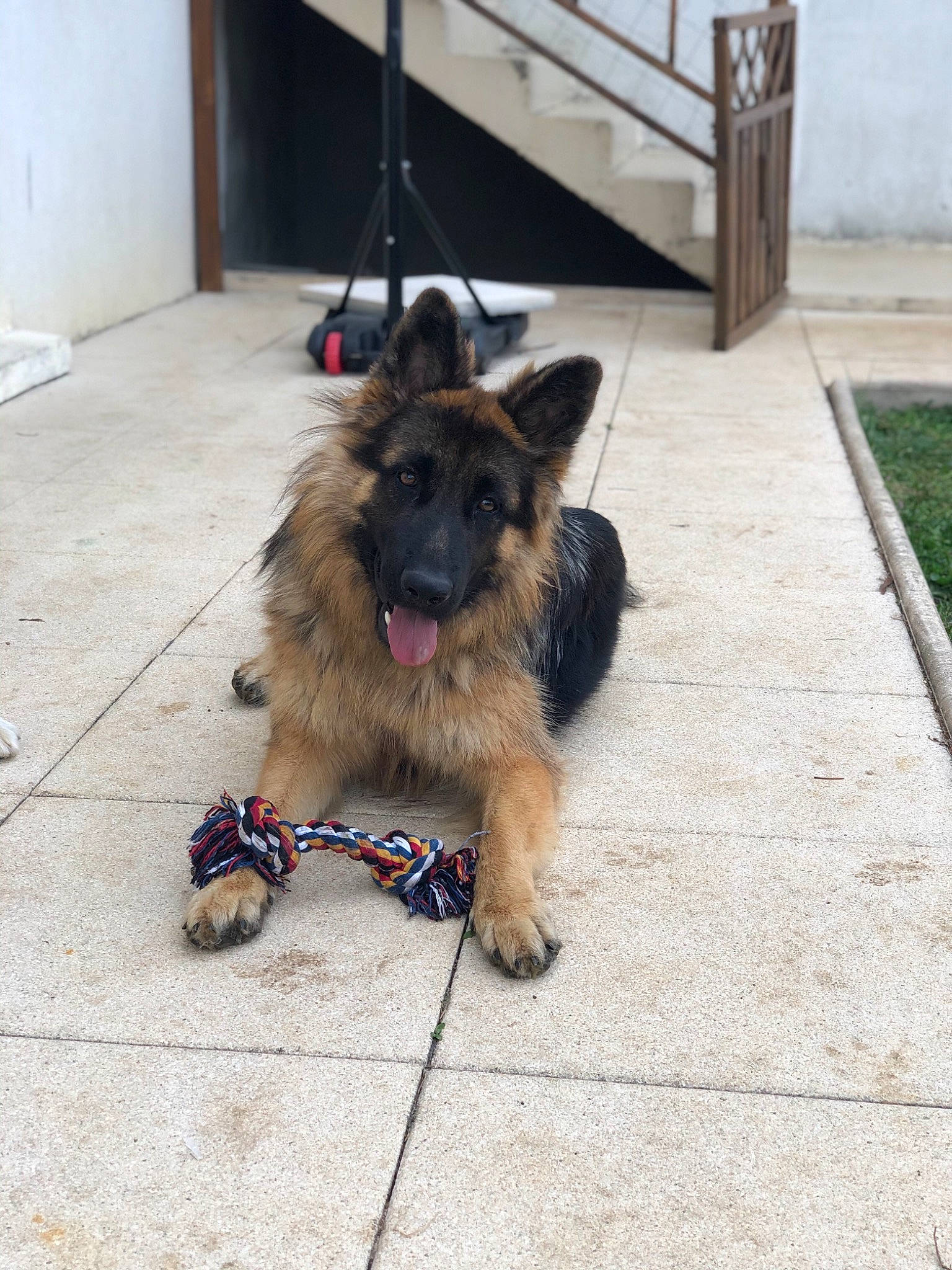 Patch participe au concours pour gagner de l'argent avec cette photo : canidae, carnivore, collar, companion_dog, dog, dog_breed, dog_supply, door, event, fashion_accessory, fawn, flooring, fur, king_shepherd, old_german_shepherd_dog, snout, sporting_group, working_animal, working_dog