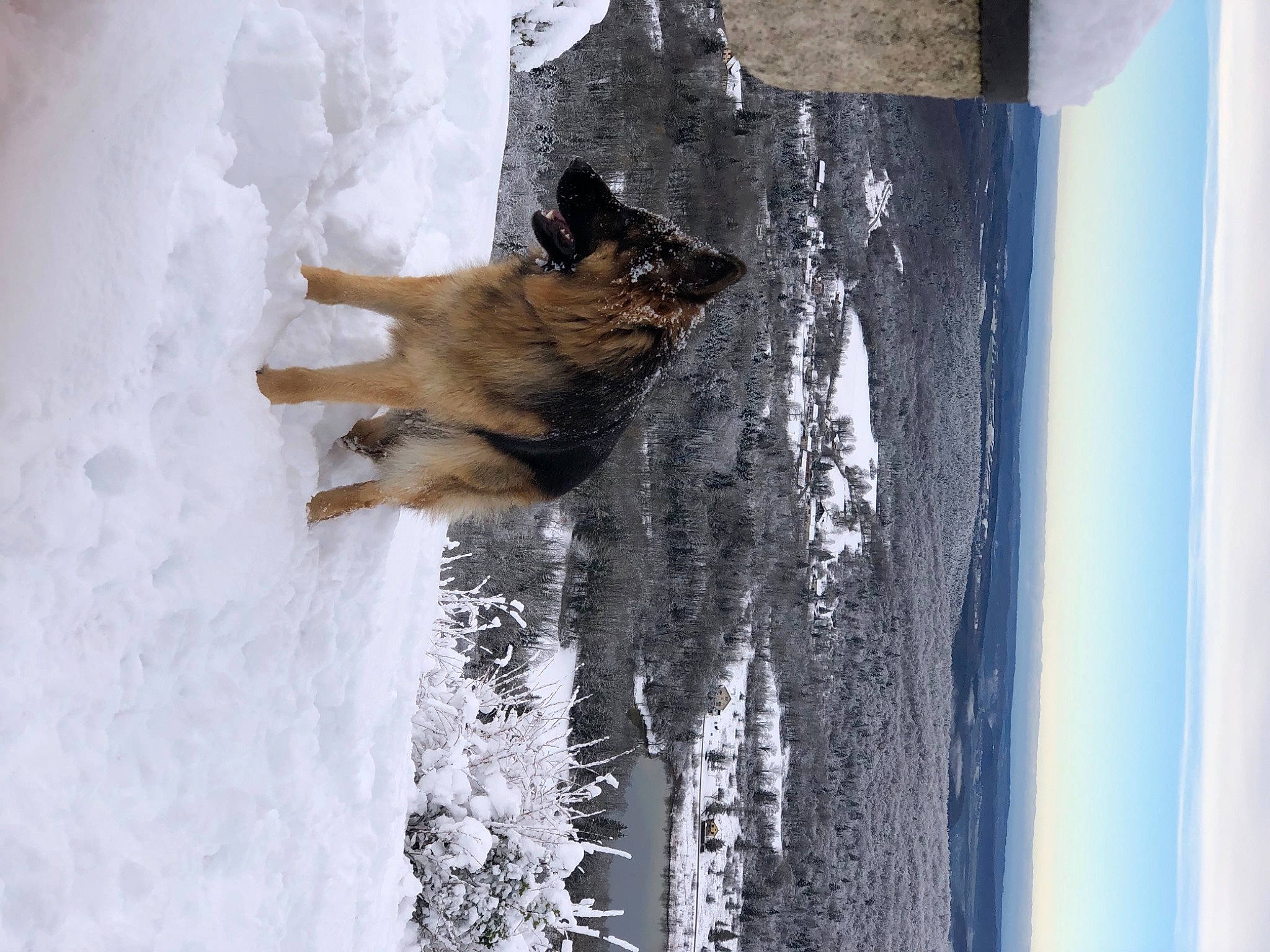 Patch a rejoint le concours — aidez-le/la à gagner de superbes lots ! canidae, carnivore, dog, dog_breed, door, freezing, fur, plant, shadow, sky, snow, sporting_group, tail, tree, trunk, water, window, winter, wood