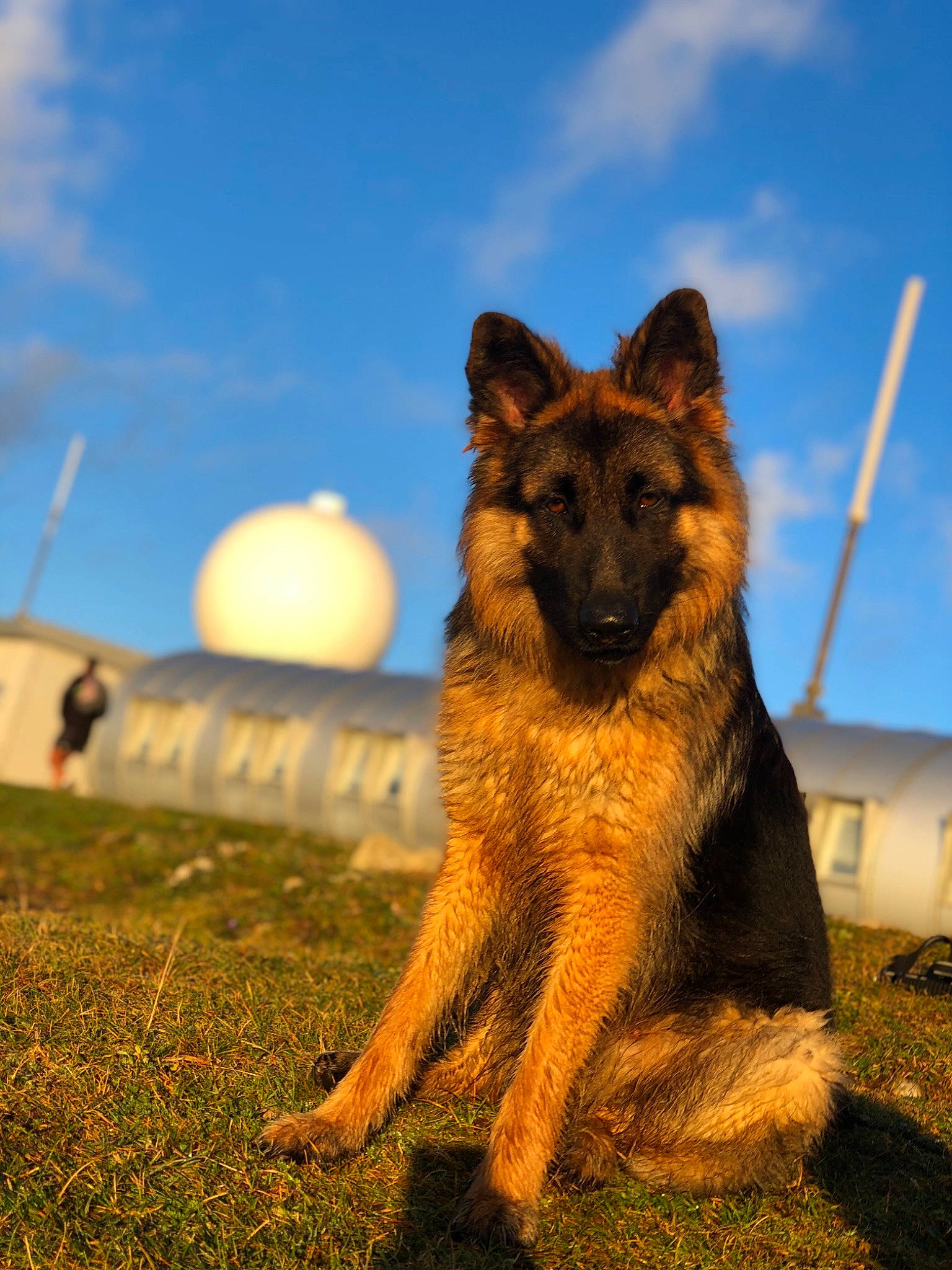 Patch participe au concours pour gagner de l'argent avec cette photo : carnivore, cloud, dog, dog_breed, fawn, german_shepherd_dog, grass, grassland, heat, landscape, old_german_shepherd_dog, plant, sky, snout, sporting_group, terrestrial_animal, tree, wildlife, wood, working_dog
