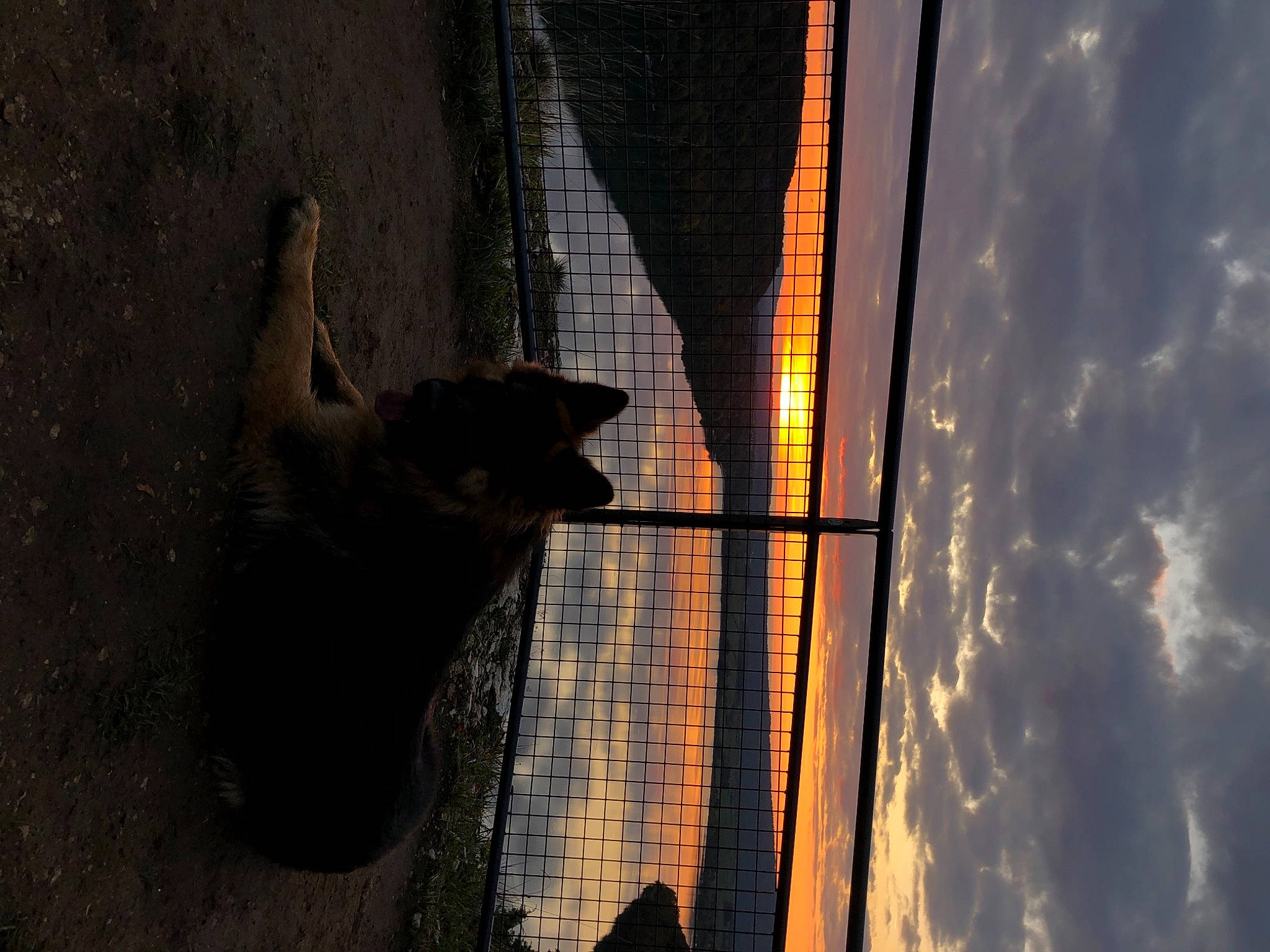 Patch a rejoint le concours — aidez-le/la à gagner de superbes lots ! building, carnivore, cloud, dog, fawn, felidae, fur, heat, line, reflection, shadow, sky, small_to_medium_sized_cats, tail, tints_and_shades, tree, water, whiskers, window, wood