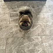 Max is registered to the contest to win money with this photo: dog, fluffy, tongue_out, small_dog, tile_floor, indoor, pet, cute, fur, brown, black, standing, looking_up, adorable, companion, animal, domestic, friendly, portrait, pomeranian
