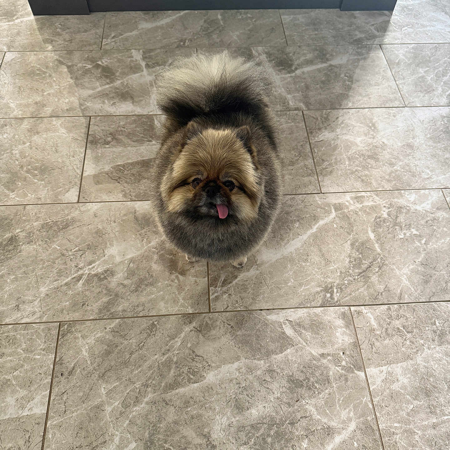 Max is registered to the contest to win money with this photo: adorable, animal, black, brown, companion, cute, dog, domestic, fluffy, friendly, fur, indoor, looking_up, pet, pomeranian, portrait, small_dog, standing, tile_floor, tongue_out