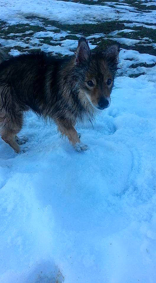 Fetiche a rejoint le concours — aidez-le/la à gagner de superbes lots ! blue, canidae, canis, carnivore, companion_dog, dog, dog_breed, electric_blue, freezing, fur, glacial_landform, snout, snow, sporting_group, tail, terrestrial_animal, whiskers, wildlife, winter, working_dog