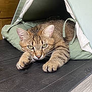 Sam a rejoint le concours — aidez-le/la à gagner de superbes lots ! animal, cat, closeup, curious, ears, feline, fur, green_tent, indoor, looking, paws, pet, resting, shelter, stretching, tabby_cat, tent, whiskers, wooden_surface, wooden_wall