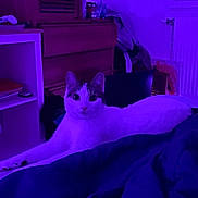 Mimine a rejoint le concours — aidez-le/la à gagner de superbes lots ! cat, indoor, bed, furniture, purple_lighting, dorm_room, window, curious, relaxed, pet, animal, domestic_cat, resting, cozy, feline, white_cat, gray_markings, soft_light, night_time, room_interior