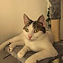 Mimine participe au concours pour gagner de l'argent avec cette photo : cat, indoor, pet, animal, feline, cat_tree, carpeted, white_cat, tabby, relaxed, paws, yellow_eyes, ears, pink_nose, claws, scratching_post, rope, cozy, wall, green_leaves