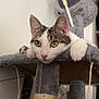 Mimine a rejoint le concours — aidez-le/la à gagner de superbes lots ! cat, cat_tree, indoor, pet, yellow_eyes, gray, white, tabby, toy_mouse, rope, plant, furniture, paws, face, resting, curious, cozy, pet_toy, home, animal