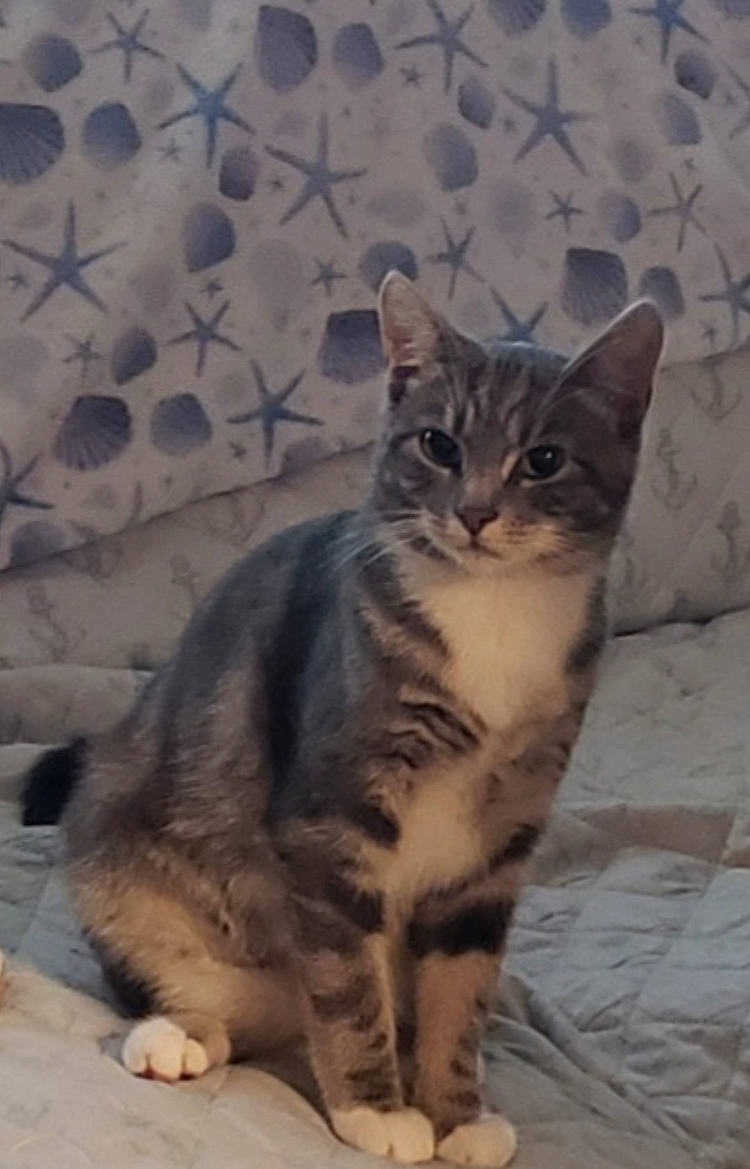 Sabrina joined the competition — help win amazing prizes! carnivore, cat, domestic_short_haired_cat, felidae, fur, grey, paw, sitting, small_to_medium_sized_cats, snout, tail, terrestrial_animal, whiskers, wildlife, window