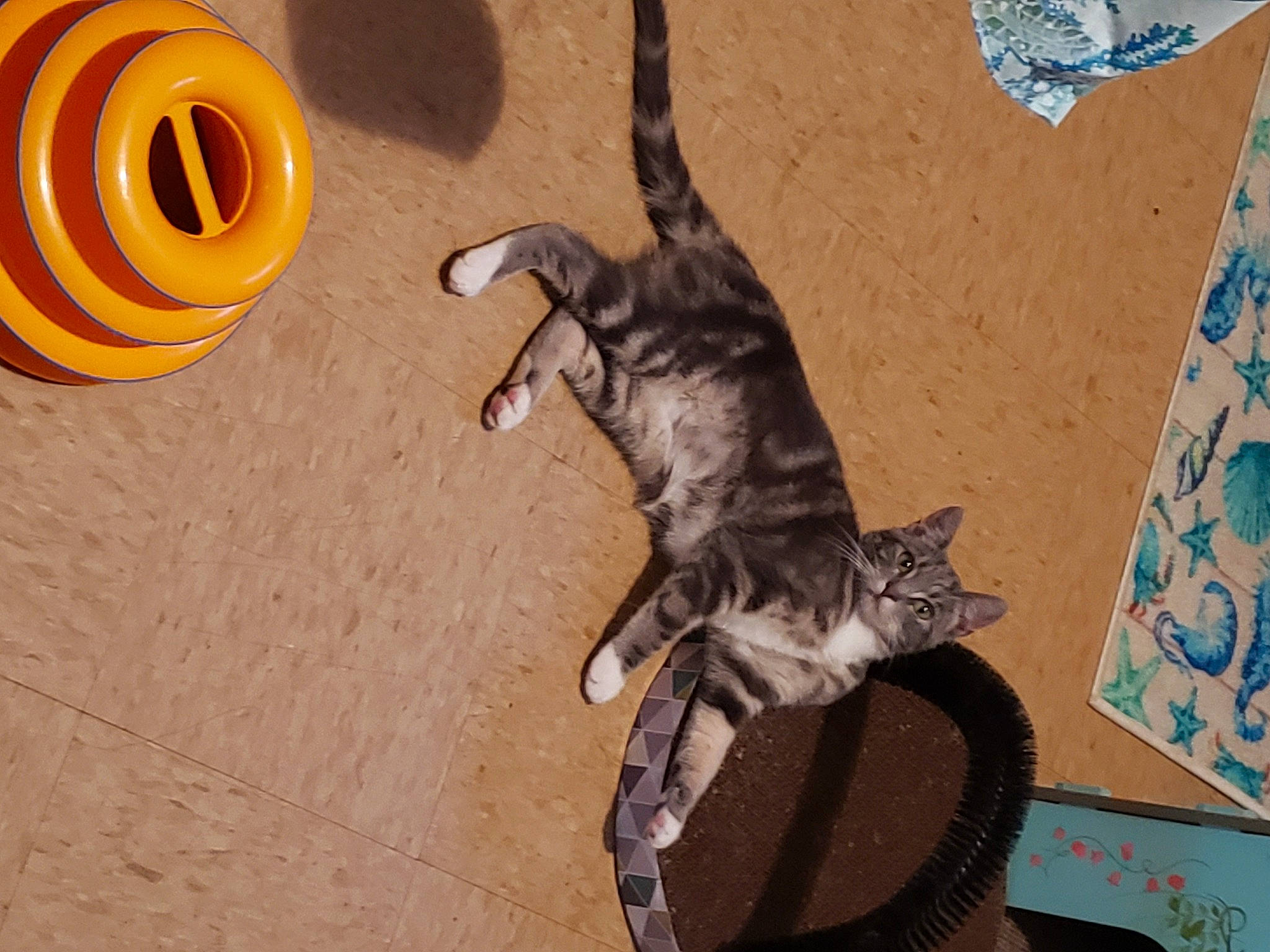 Sabrina is registered to the contest to win money with this photo: automotive_tire, black_cat, carnivore, cat, circle, domestic_short_haired_cat, door, fawn, felidae, flooring, fur, mammal, paw, small_to_medium_sized_cats, snout, tail, toy, vertebrate, whiskers, wood