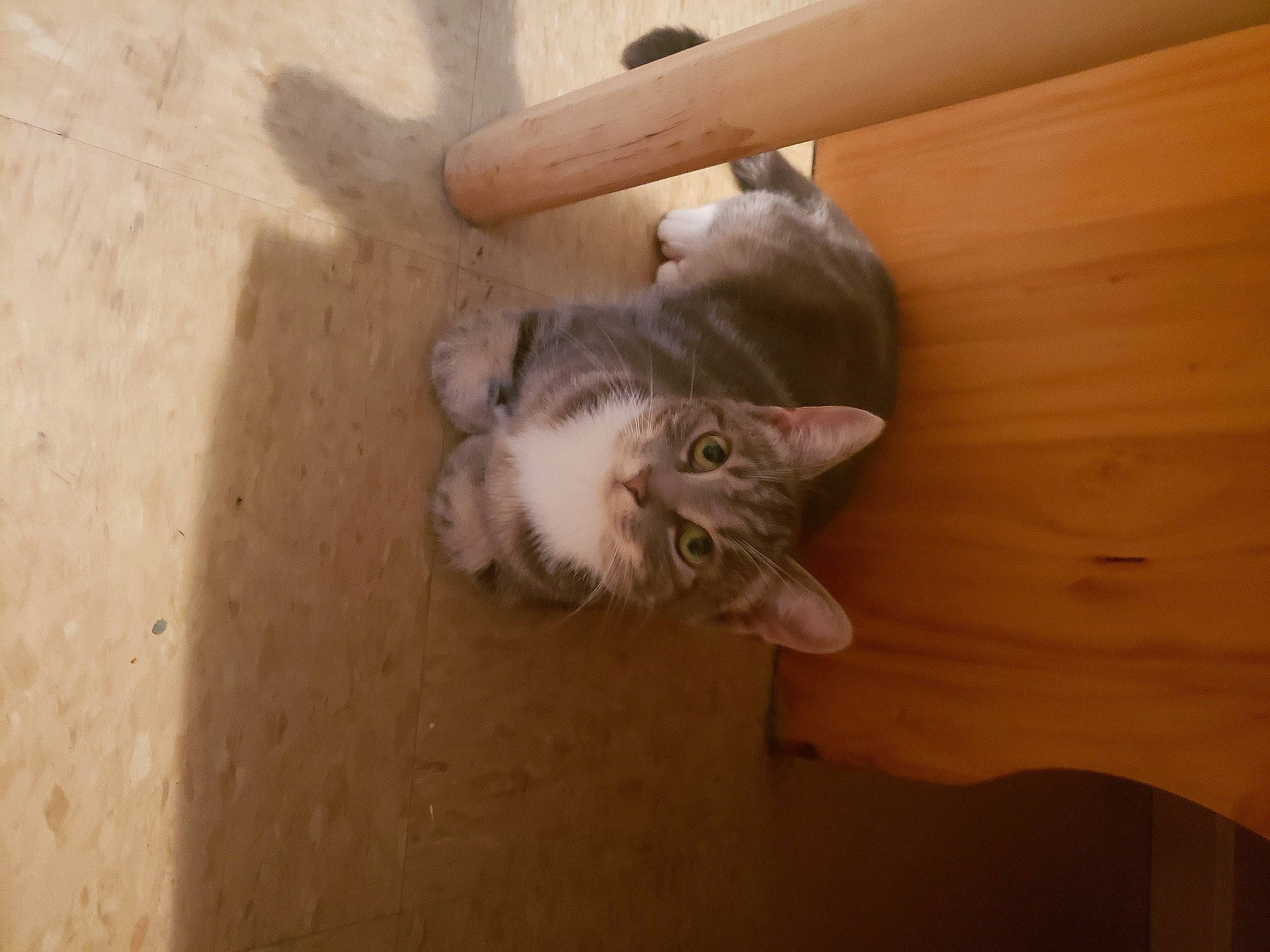 Sabrina joined the competition — help win amazing prizes! carnivore, cat, domestic_short_haired_cat, fawn, felidae, floor, flooring, fur, hardwood, paw, small_to_medium_sized_cats, tail, terrestrial_animal, whiskers, wood, wood_stain