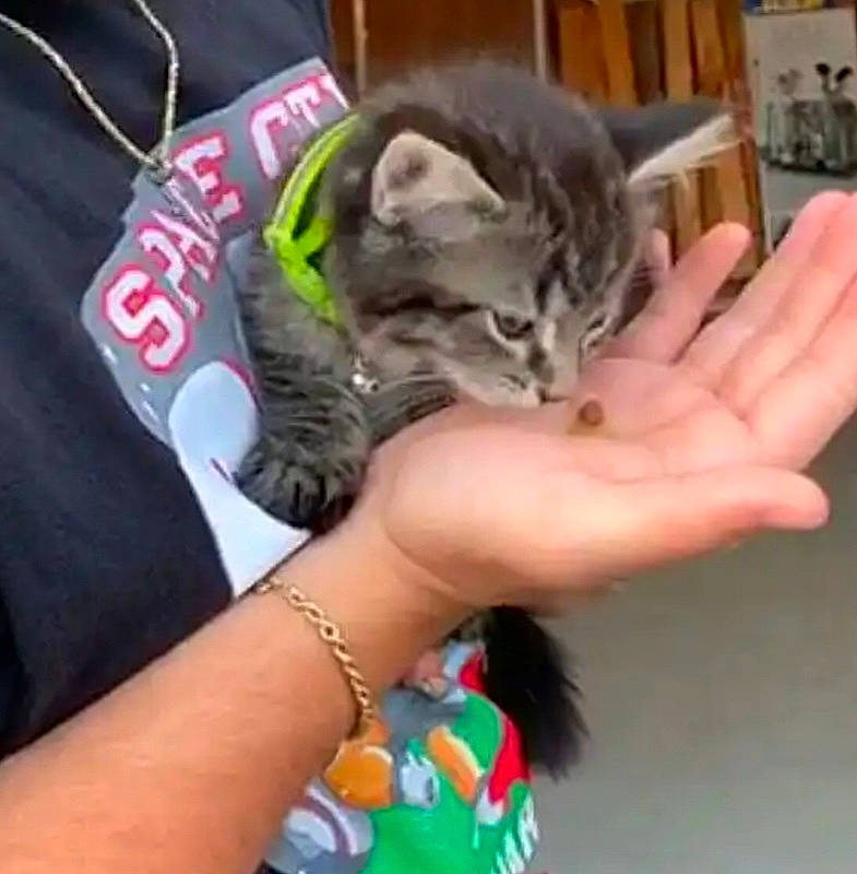 Sylvester is registered to the contest to win money with this photo: art, body_jewelry, carnivore, cat, creative_arts, domestic_short_haired_cat, fashion_accessory, felidae, finger, fur, gesture, hand, jewellery, nail, paw, sleeve, small_to_medium_sized_cats, thumb, whiskers, wrist