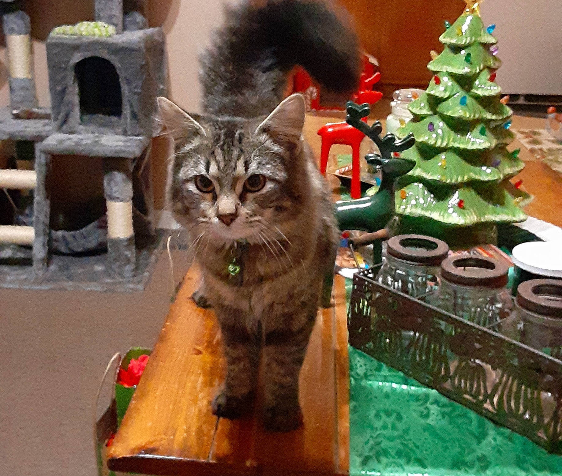 Sylvester joined the competition — help win amazing prizes! carnivore, cat, christmas_decoration, christmas_ornament, christmas_tree, conifer, domestic_short_haired_cat, event, fawn, felidae, fur, holiday, plant, puzzle, small_to_medium_sized_cats, snout, tail, tree, whiskers, wood