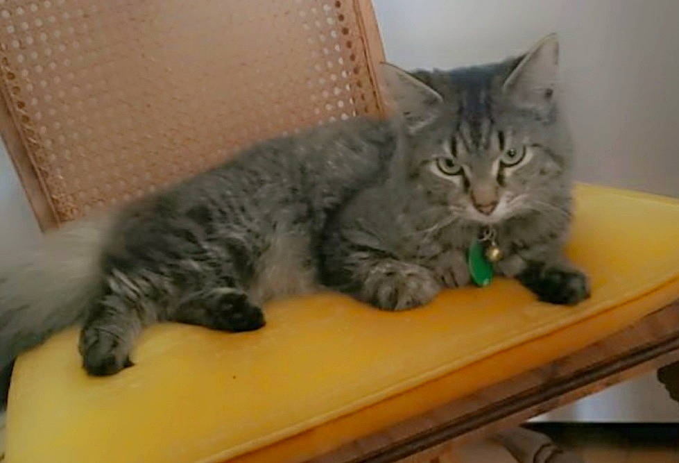 Sylvester joined the competition — help win amazing prizes! carnivore, cat, comfort, domestic_short_haired_cat, felidae, fur, mammal, paw, small_to_medium_sized_cats, table, tail, terrestrial_animal, vertebrate, whiskers