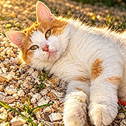 Eden participe au concours pour gagner de l'argent avec cette photo : cat, close_up, cute, fluffy, fur, garden, golden_hour, grass, gravel, green_eyes, kitten, lying_down, orange_and_white, outdoor, pet, pink_nose, portrait, rocks, sunlight, whiskers
