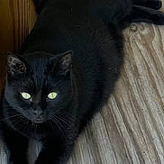 Eli joined the competition — help win amazing prizes! black_cat, cat, animal, pet, feline, indoor, wood_floor, green_eyes, resting, lying_down, fur, whiskers, curious, domestic_cat, mammal, close_up, natural_light, texture, quiet, relaxed