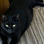 black_cat, cat, animal, pet, feline, indoor, wood_floor, green_eyes, resting, lying_down, fur, whiskers, curious, domestic_cat, mammal, close_up, natural_light, texture, quiet, relaxed