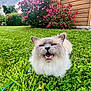 Sio participe au concours pour gagner de l'argent avec cette photo : animal, cat, closeup, cloud, cute, flower, fluffy, garden, grass, greenery, leaf, mammal, nature, outdoor, pet, pink_flower, playful, sky, summer, wooden_fence