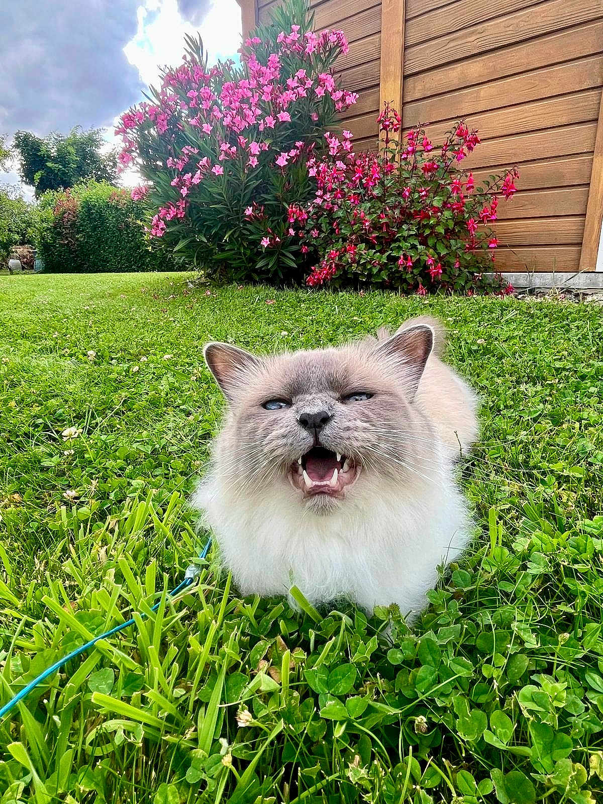 Sio participe au concours pour gagner de l'argent avec cette photo : animal, cat, closeup, cloud, cute, flower, fluffy, garden, grass, greenery, leaf, mammal, nature, outdoor, pet, pink_flower, playful, sky, summer, wooden_fence