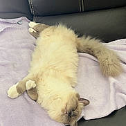 Sio participe au concours pour gagner de l'argent avec cette photo : animal, black_leather_couch, cat, comfortable, cozy, cute, fluffy, furry_tail, home, indoor, lavender_blanket, napping, paws, pet, relaxed, resting, sleeping, soft, upside_down, whiskers