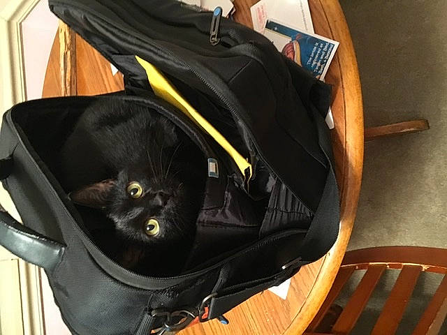 Bogie joined the competition — help win amazing prizes! auto_part, automotive_exterior, backpack, bag, baggage, black_cat, bombay, carnivore, cat, chair, comfort, fashion_accessory, felidae, leather, luggage_and_bags, musical_instrument_accessory, small_to_medium_sized_cats, whiskers, wood