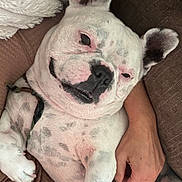 Dexter is registered to the contest to win money with this photo: dog, white_dog, spotted_dog, relaxed, lying_down, couch, brown_couch, human_hand, pet, domestic_animal, companion, fur, ears, snout, paw, resting, indoor, cozy, closeup, animal