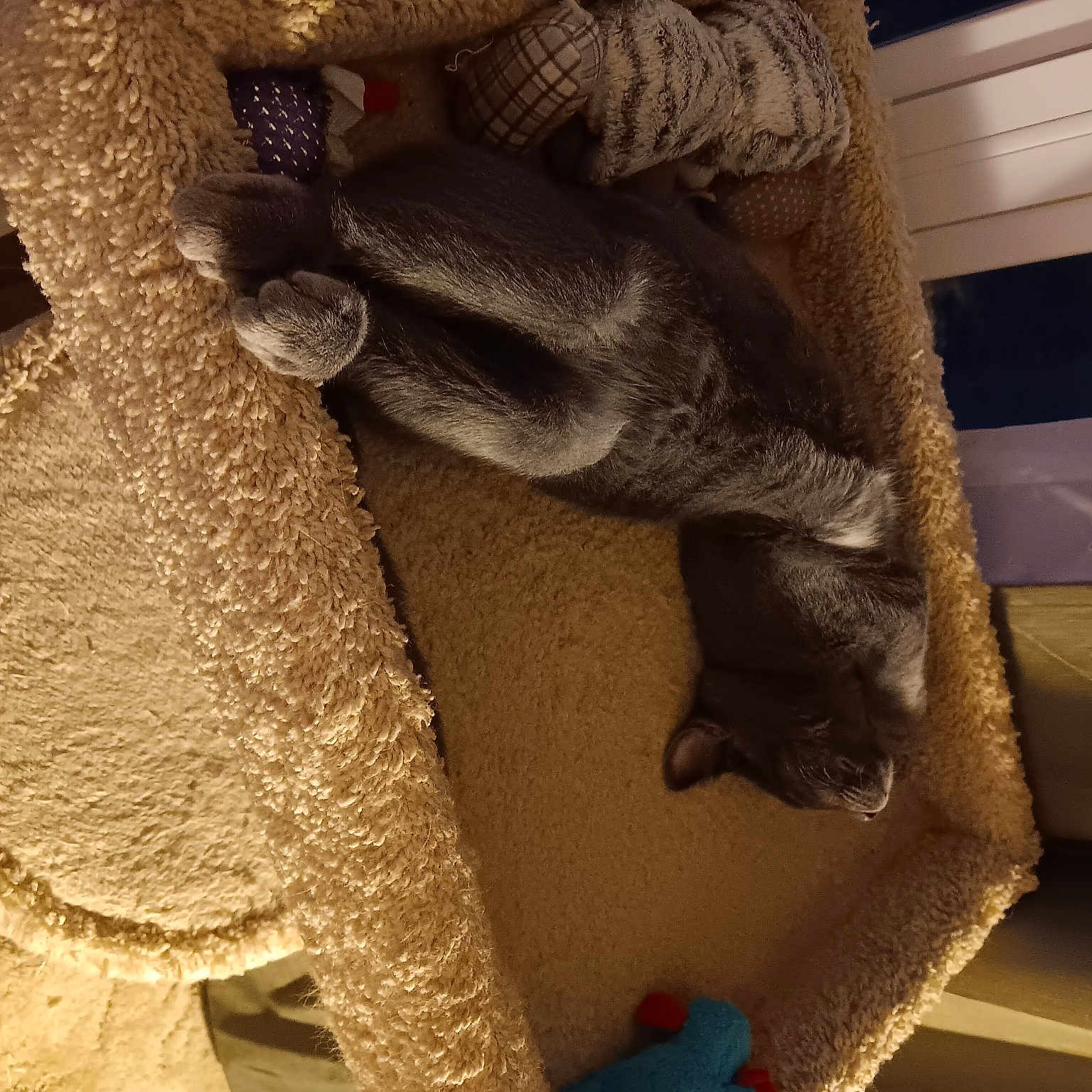 Smokey joined the competition — help win amazing prizes! comfort, fawn, flooring, fur, gunny_sack, hat, human_leg, knitting, linens, mammal, pattern, tail, textile, thread, vertebrate, wood, wool, woolen, working_animal, woven_fabric