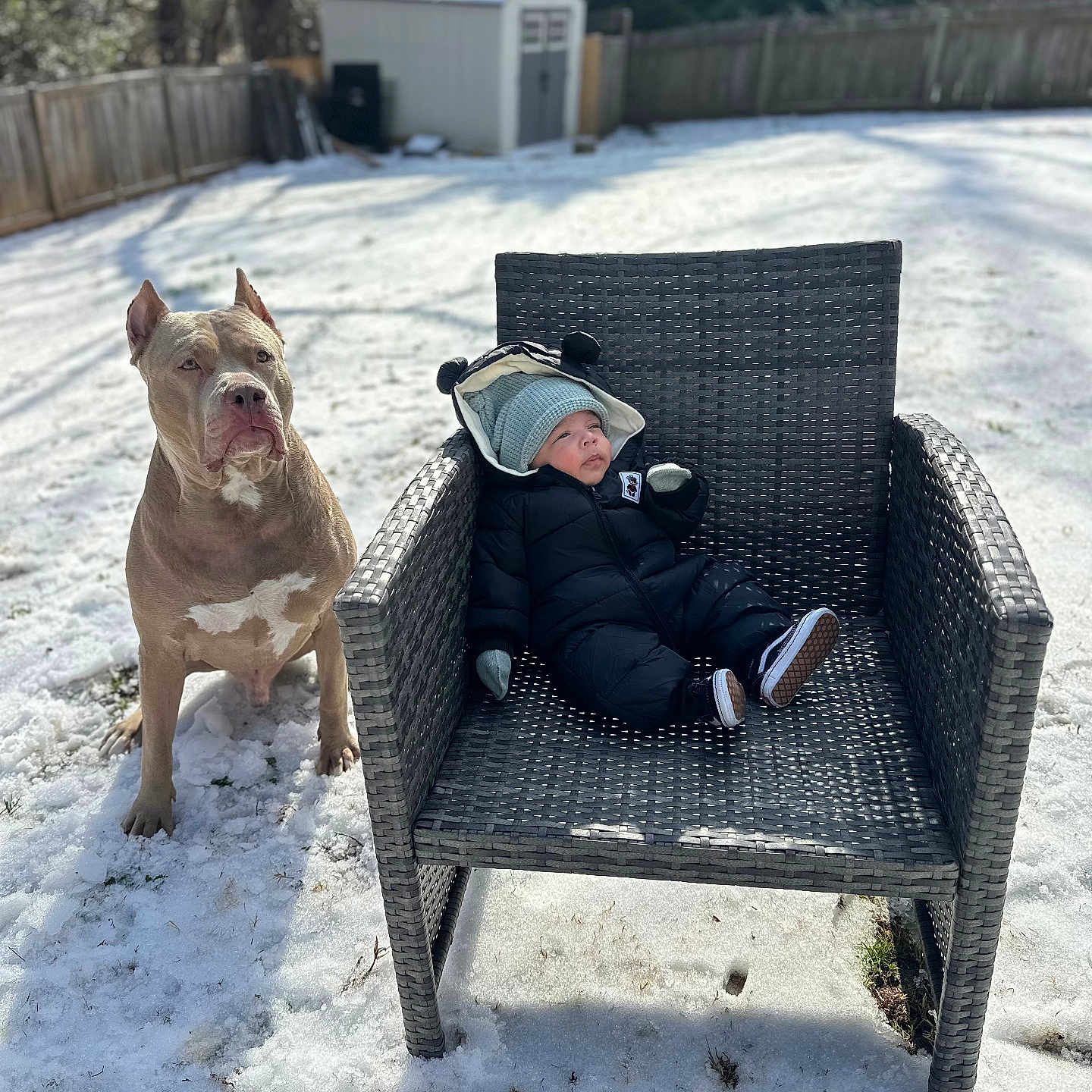 Myles Gray is registered to the contest to win money with this photo: animal, baby, chair, child, clothing, cute, dog, fence, footwear, gloves, grass, hat, nature, outdoor, pet, portrait, shed, snow, sunlight, winter