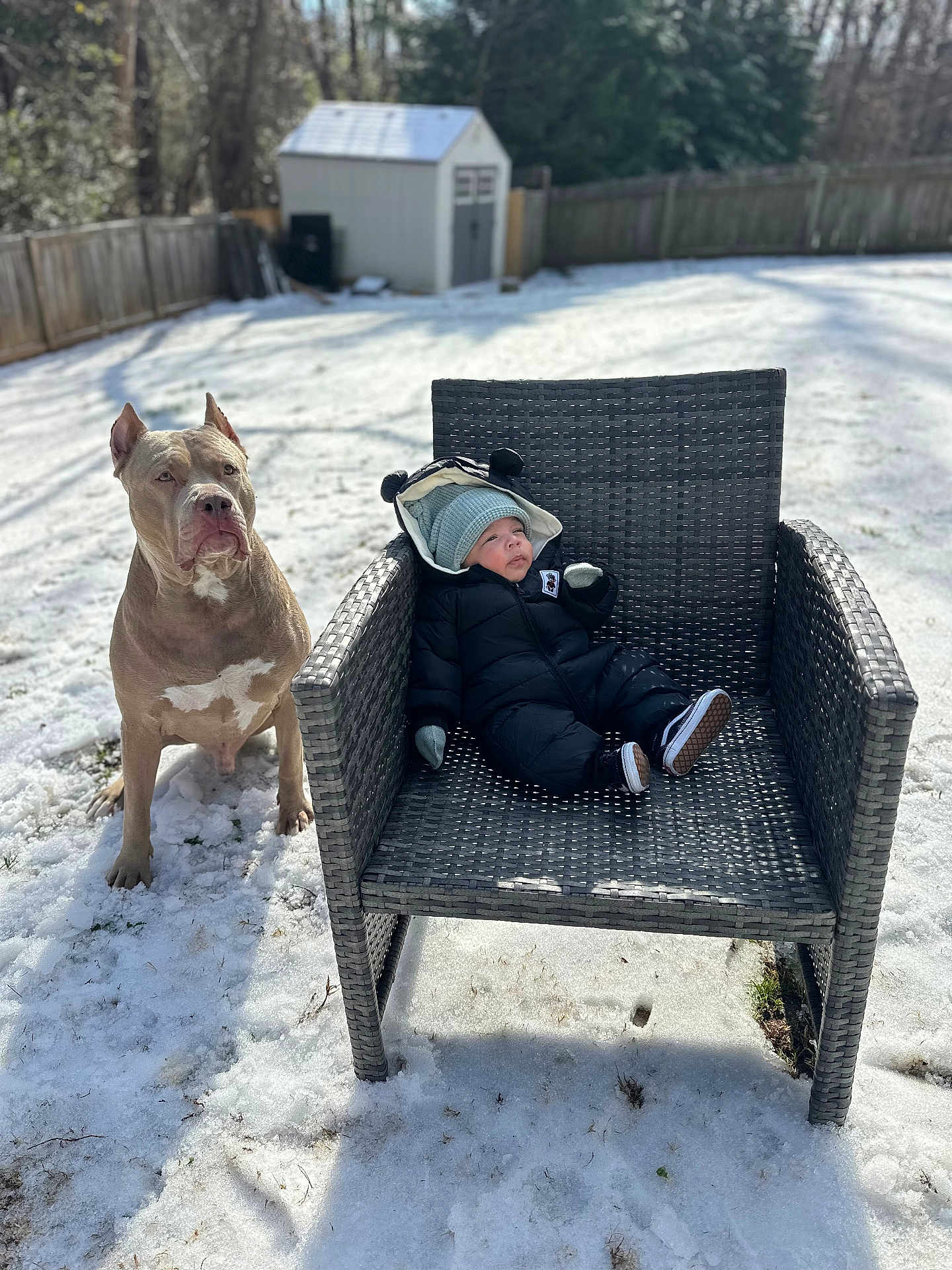Myles Gray is registered to the contest to win money with this photo: baby, child, dog, snow, outdoor, winter, chair, fence, shed, grass, clothing, hat, gloves, footwear, pet, animal, sunlight, nature, portrait, cute