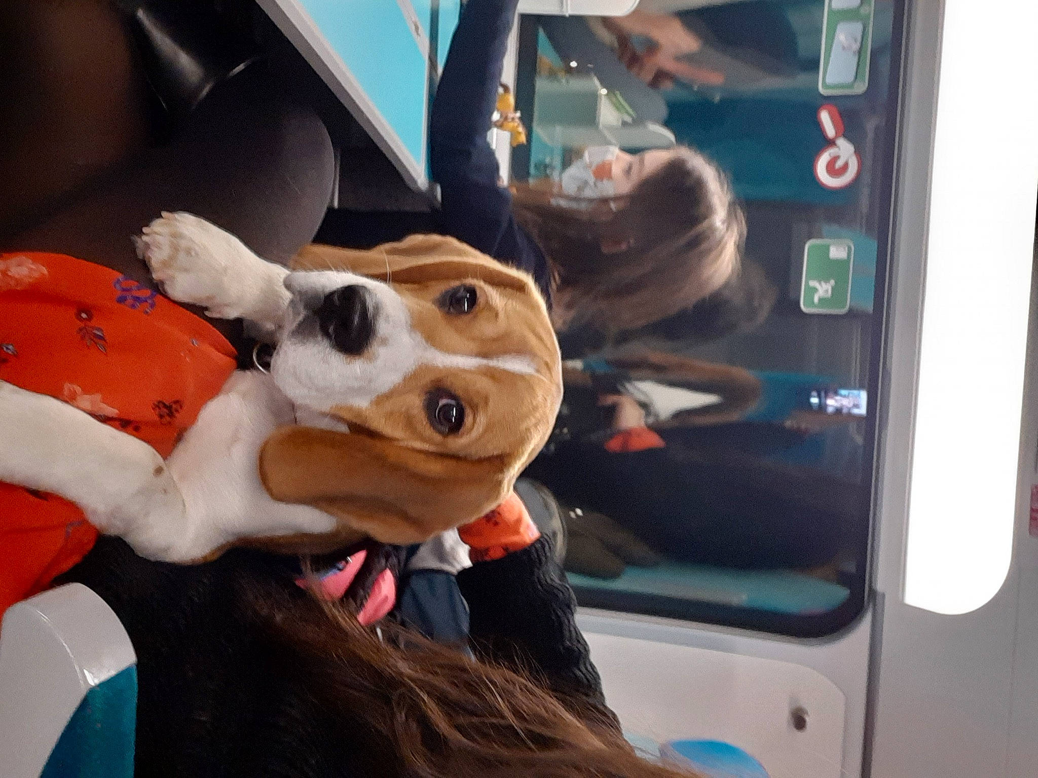 Rico participe au concours pour gagner de l'argent avec cette photo : automotive_window_part, brown_hair, canidae, carnivore, collar, companion_dog, display_device, dog, dog_breed, dog_collar, dog_supply, fur, hunting_dog, liver, machine, snout, sporting_group, vehicle_door, vertebrate, working_animal