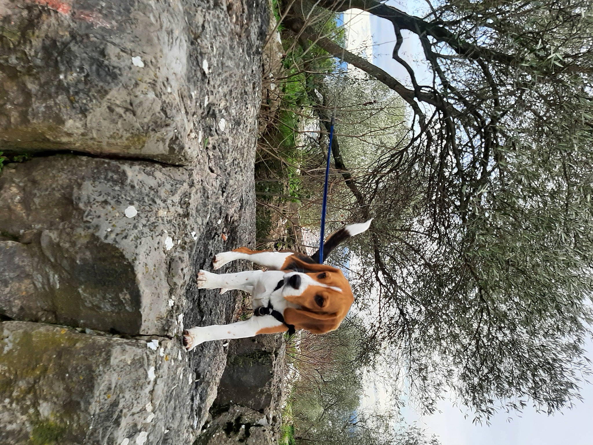 Rico participe au concours pour gagner de l'argent avec cette photo : adventure, bedrock, branch, bungee_cord, outcrop, stone_wall, trunk, twig