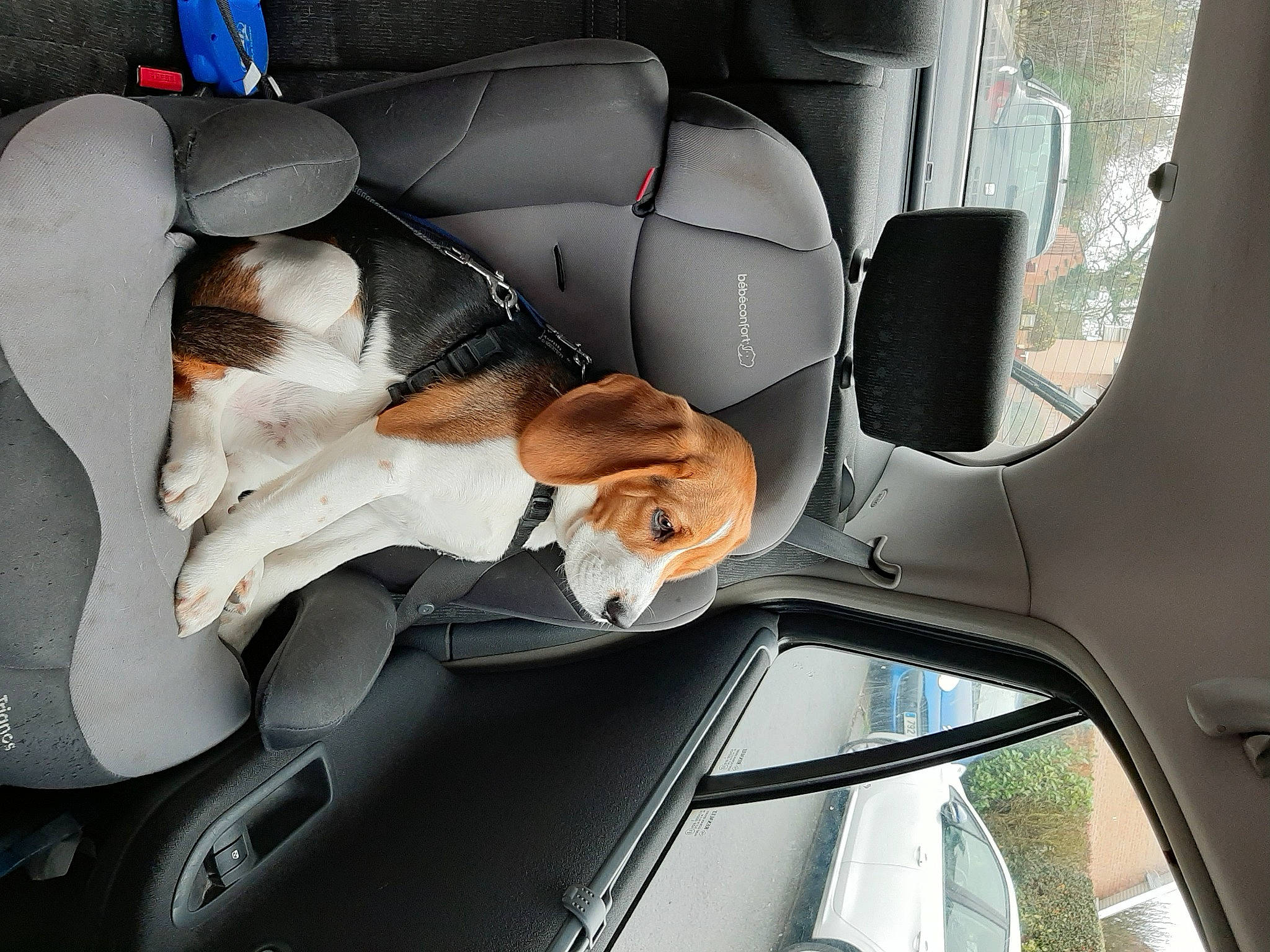 Rico participe au concours pour gagner de l'argent avec cette photo : alloy_wheel, automotive_design, automotive_exterior, automotive_mirror, automotive_parking_light, automotive_side_view_mirror, automotive_tire, automotive_window_part, car_seat, carnivore, dog, fender, fixture, glass, mode_of_transport, motor_vehicle, rim, transport, vehicle_door, windshield