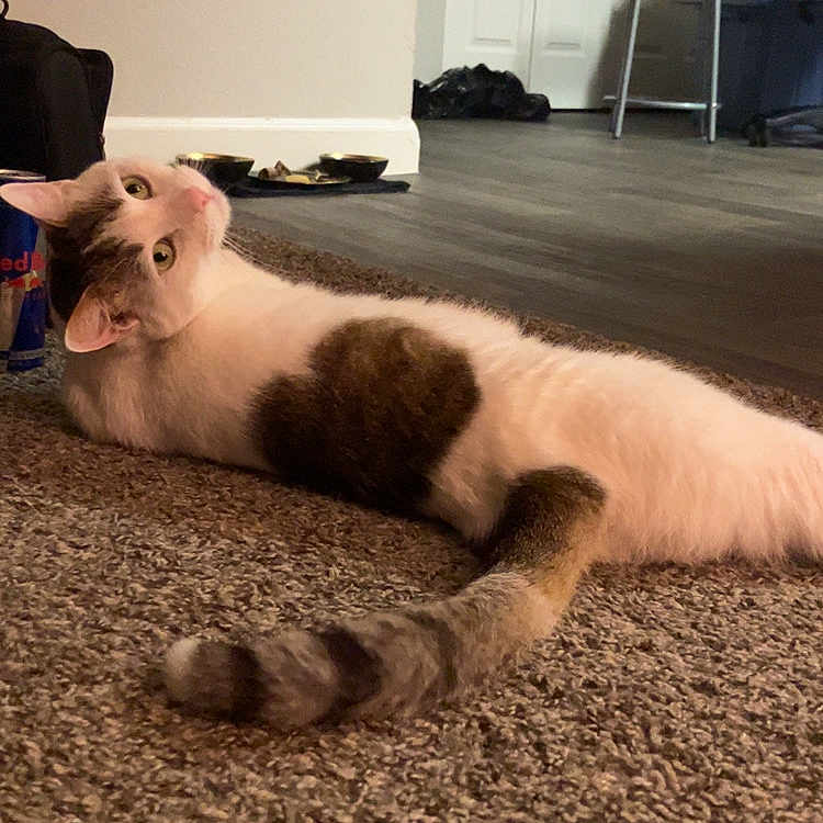 Gaël is registered to the contest to win money with this photo: animal, bowl, can, carpet, cat, cozy, curious, domestic, feline, floor, furniture, heart_shaped_mark, home, indoor, looking_back, lying_down, pet, relaxed, tail, wide_eyes