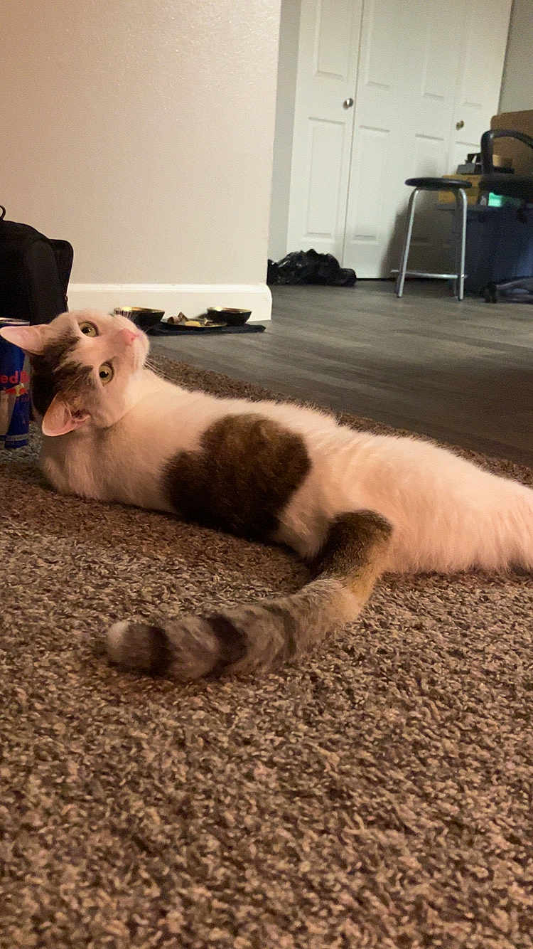 Gaël is registered to the contest to win money with this photo: cat, indoor, carpet, pet, animal, feline, lying_down, curious, heart_shaped_mark, tail, floor, can, bowl, furniture, home, relaxed, wide_eyes, looking_back, domestic, cozy