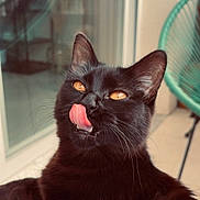 Cleo participe au concours pour gagner de l'argent avec cette photo : amber_eyes, animal, black_cat, cat, chair, close_up, curious, domestic_animal, feline, fur, indoor, looking_up, pet, playful, portrait, reflection, relaxed, tongue_out, whiskers, window