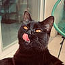amber_eyes, animal, black_cat, cat, chair, close_up, curious, domestic_animal, feline, fur, indoor, looking_up, pet, playful, portrait, reflection, relaxed, tongue_out, whiskers, window