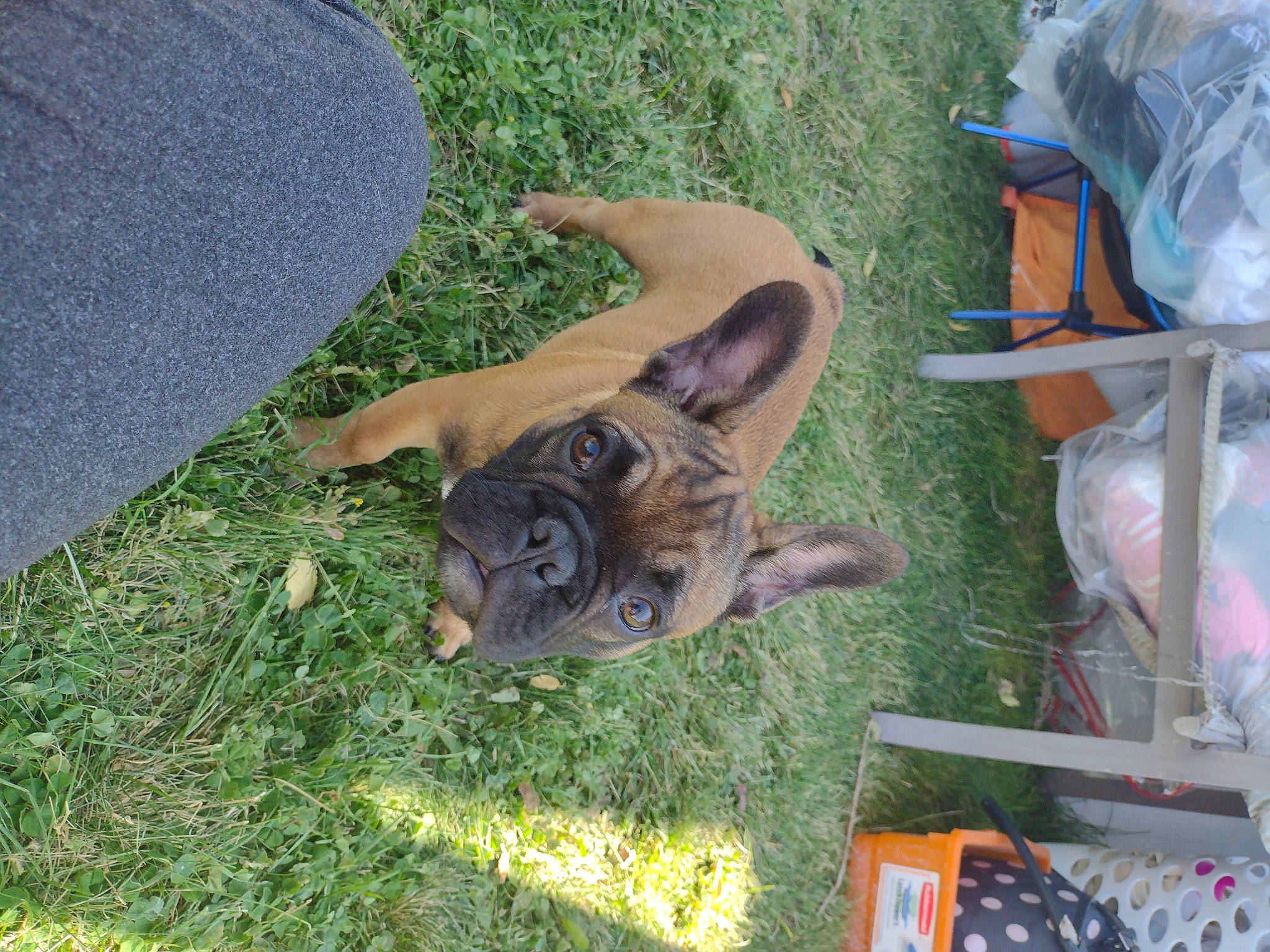 Bentley is registered to the contest to win money with this photo: canidae, carnivore, companion_dog, dog_breed, fawn, felidae, grass, groundcover, tail, terrestrial_animal, working_animal, yard