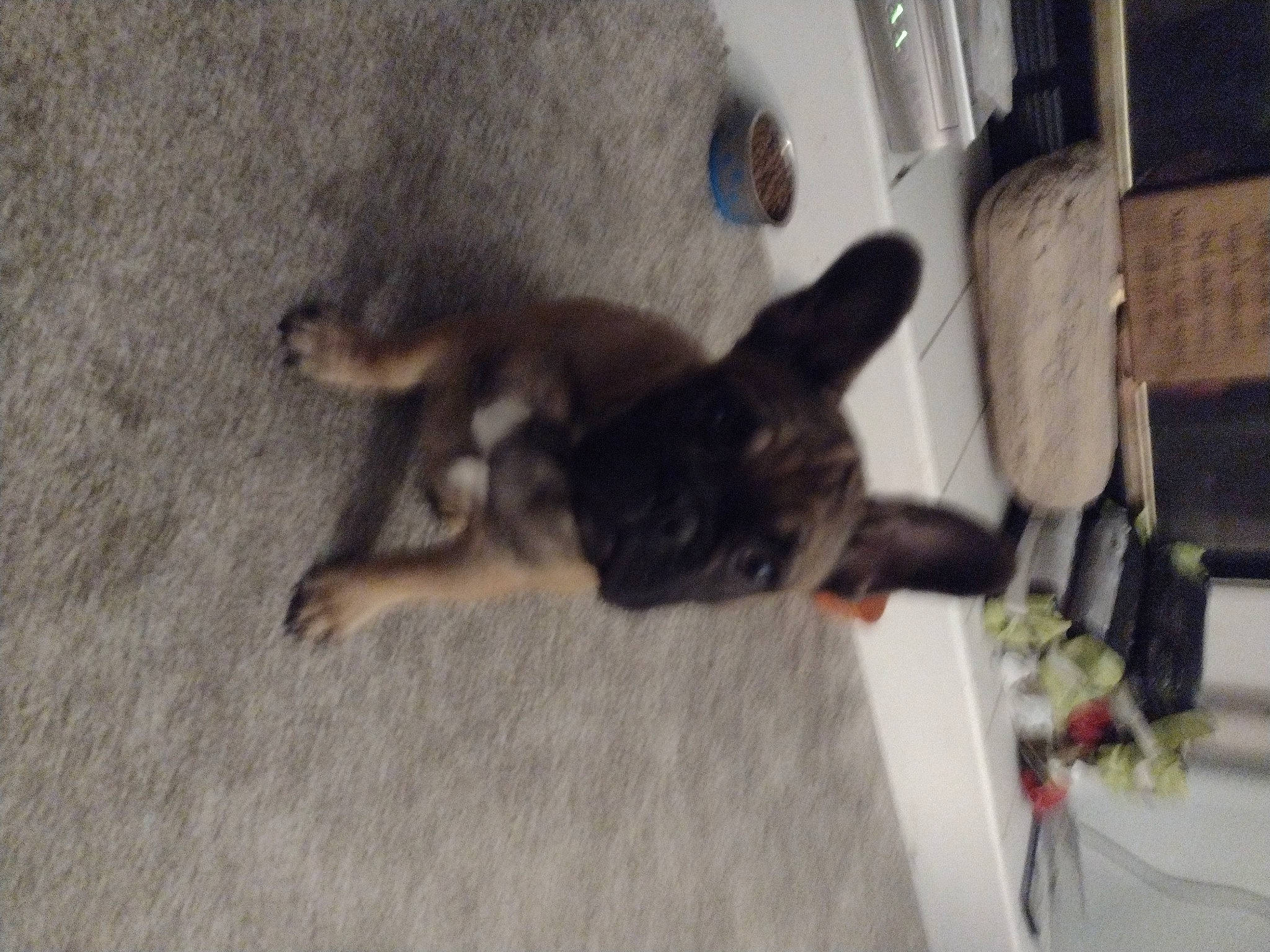 Bentley joined the competition — help win amazing prizes! canidae, carnivore, companion_dog, dog, dog_breed, fawn, felidae, flooring, fur, hardwood, non_sporting_group, paw, small_to_medium_sized_cats, sporting_group, tail, wood, working_animal