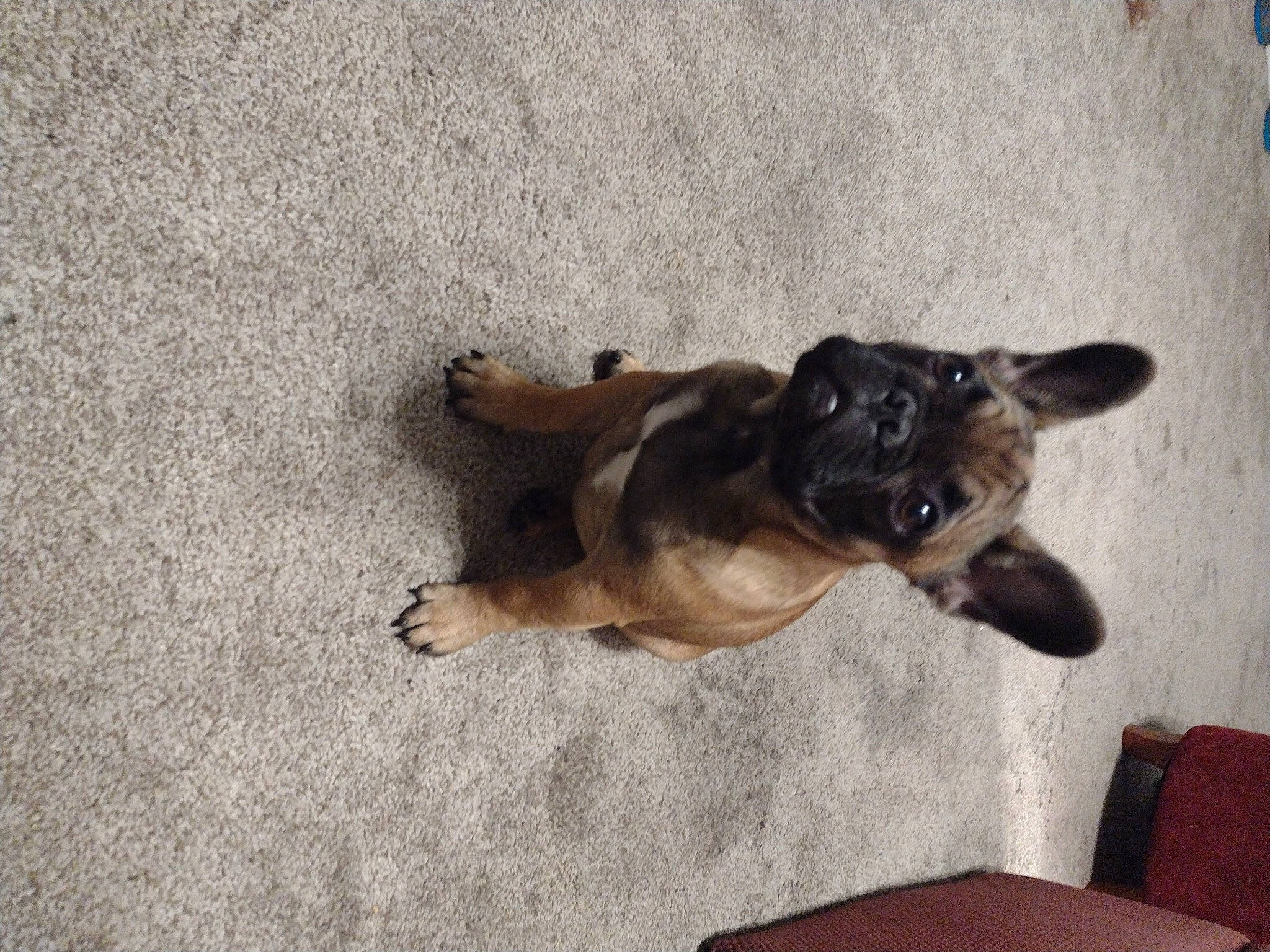 Bentley joined the competition — help win amazing prizes! canidae, carnivore, comfort, companion_dog, dog, dog_breed, dog_supply, fawn, flooring, hardwood, liver, non_sporting_group, paw, snout, sporting_group, tail, terrestrial_animal, toy_dog, wood, working_animal