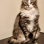 Koby is registered to the contest to win money with this photo: cat, fluffy, sitting, indoor, pet, fur, tail, whiskers, eyes, animal, domestic, cute, feline, portrait, closeup, tabby, calm, soft, background, muzzle