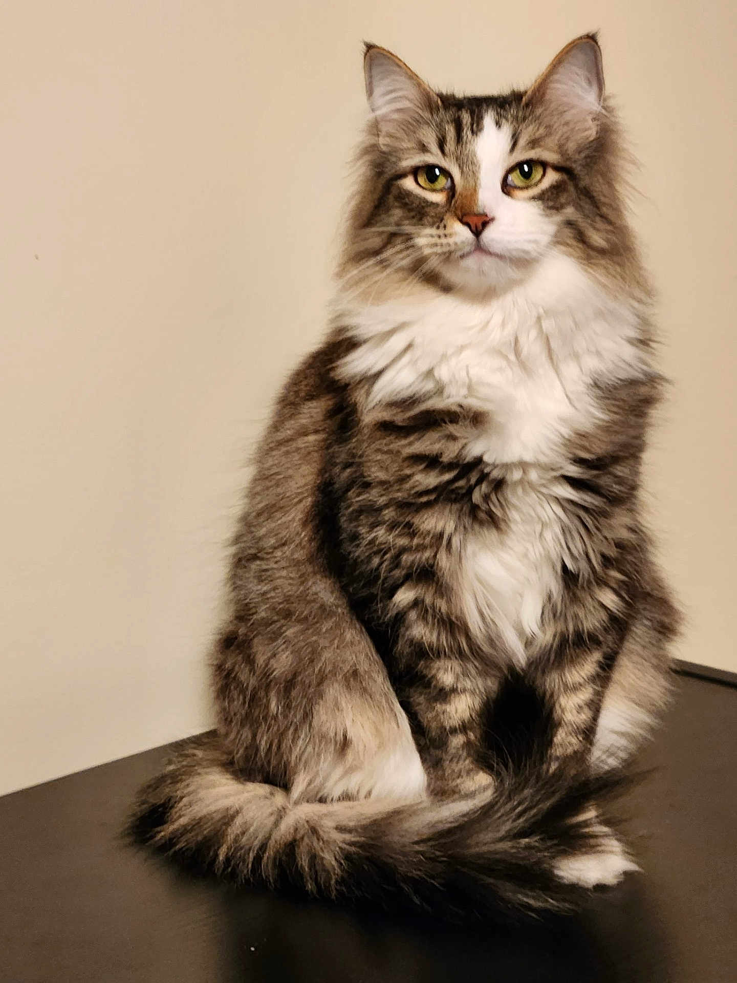 Koby is registered to the contest to win money with this photo: cat, fluffy, sitting, indoor, pet, fur, tail, whiskers, eyes, animal, domestic, cute, feline, portrait, closeup, tabby, calm, soft, background, muzzle