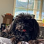 dog, black_dog, pet, fluffy, tongue_out, blanket, indoor, window, cozy, resting, cute, animal, fur, small_dog, home, domestic, relaxed, portrait, paw, sunlight