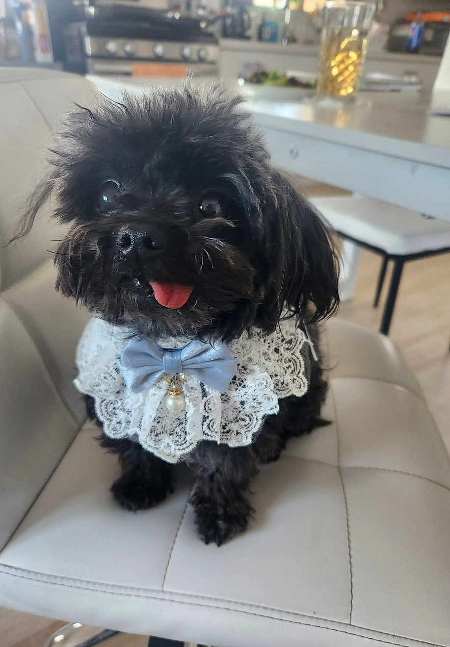 Oreo