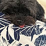 dog, sleeping, tongue_out, black_fur, close_up, pet, cute, resting, fabric, pattern, leaf_pattern, cozy, animal, fur, relaxed, indoors, snout, nose, whiskers, soft